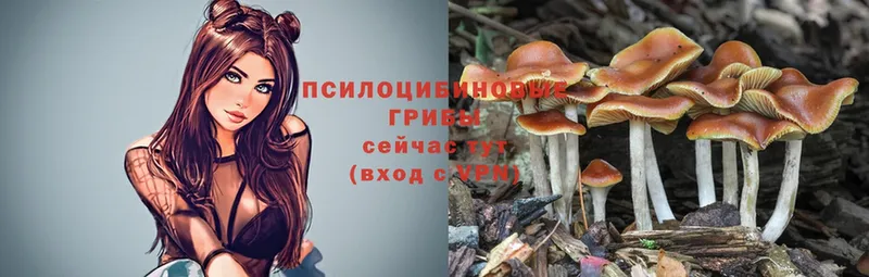 Псилоцибиновые грибы Psilocybe  купить наркотик  omg как зайти  Пыталово 